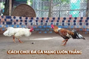 Cách Chơi Đá Gà Sabong EE88 Kịch Tính Đỉnh Cao Giải Trí Quốc Tế