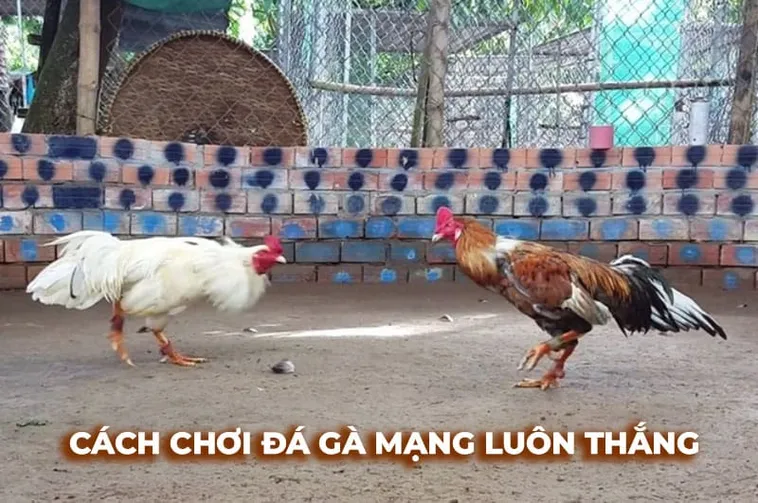 Cách Chơi Đá Gà Sabong EE88 Kịch Tính Đỉnh Cao Giải Trí Quốc Tế